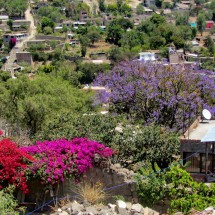 Colorful trees on the way to the Acuchimay hill in the quarter Carmen Alto of Ayacucho